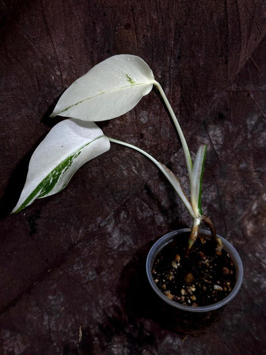 Variegated Monstera Albo Plant - Rare Indoor White Monstera Borsigiana - Houseplant - Unique White & Green Variegation