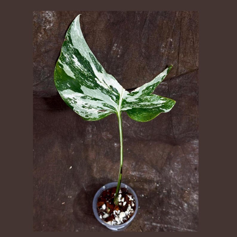 Variegated Monstera Albo Plant - Rare White Borsigiana - Indoor Houseplant - Unique Leaf - Exact Plant by US Seller
