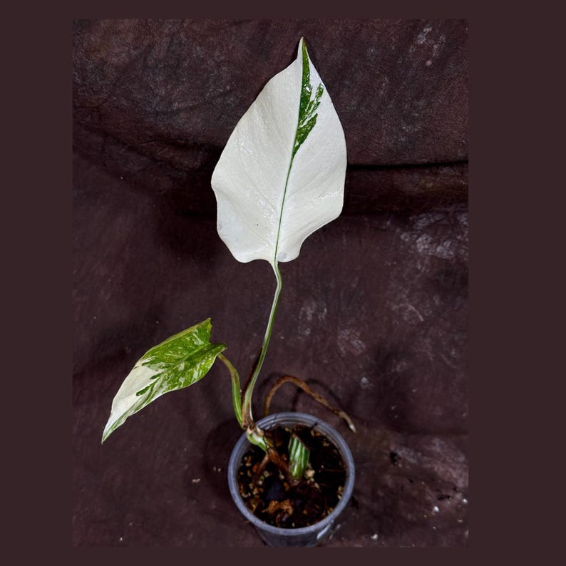 Variegated Monstera Albo Plant - Rare White Monstera Borsigiana - Indoor Houseplant - Unique Green & White Leaves - US Seller
