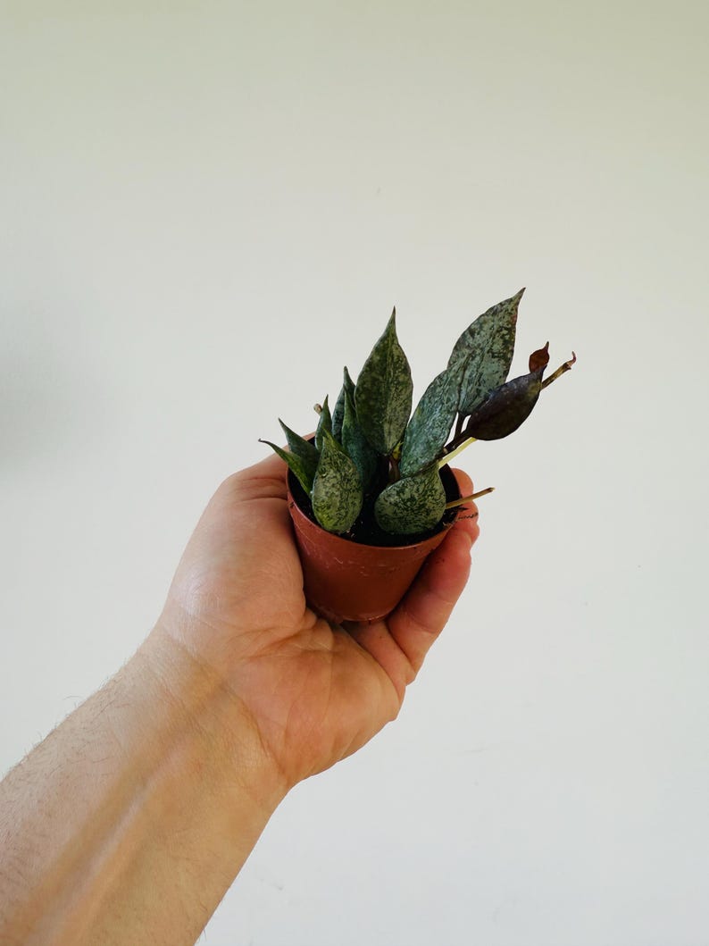 Hoya Lacunosa ‘Leopard Skin’ Live Plant 2” Pot - Silver Hoya Tropical Wax Plant - Variegated Leaves - Easy Care Houseplant