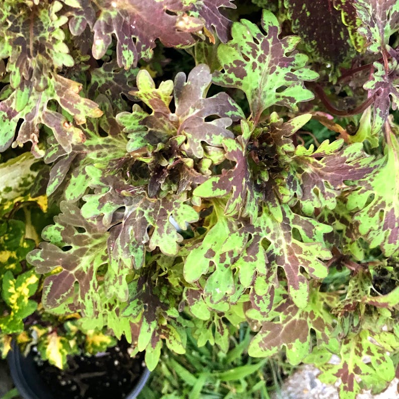 Coleus Live Starter Plant, 3-5” Young Plant, Butterfly Variety, Chartreuse & Burgundy Foliage, Solenostemon Scutellarioides
