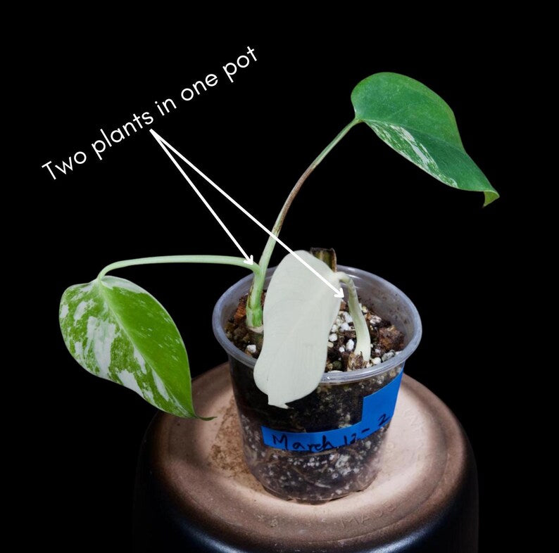 Variegated Monstera Albo Plant - Rare Indoor Houseplant - White Monstera Albo Borsigiana - Exact Plant - US Seller
