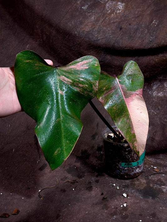 Variegated Philodendron Strawberry Shake Plant in Nursery Pot - Rare Pink Houseplant - Philodendron Str./P. erubescens