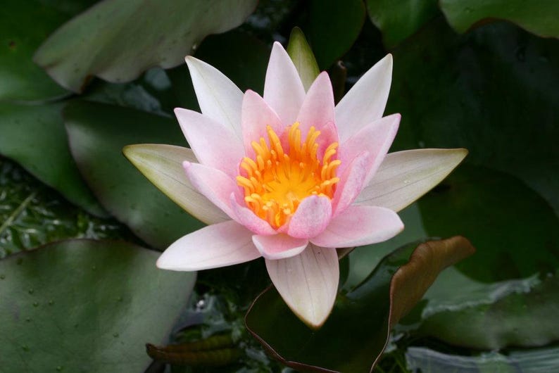 Laydekeri Lilacea Water Lily 3 Pack - Winter Hardy Pond Plants for Water Gardens - Nymphaea Variety, Flowering Aquatic Plants