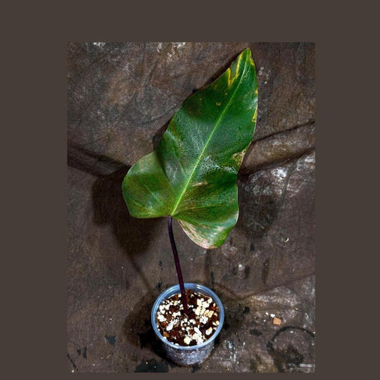 Variegated Philodendron Strawberry Shake Plant in Nursery Pot - Philodendron Pink - Rare Collector Indoor Houseplant