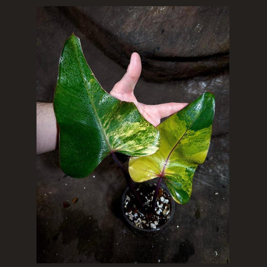 Variegated Philodendron Strawberry Shake Plant - Rare Pink & Green Houseplant - Philodendron spp. - Live Indoor Plant in Pot
