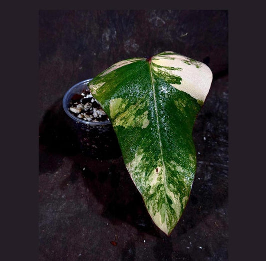 Variegated Philodendron Strawberry Shake Plant in Nursery Pot - Rare Pink Indoor Houseplant - Philodendron erubescens