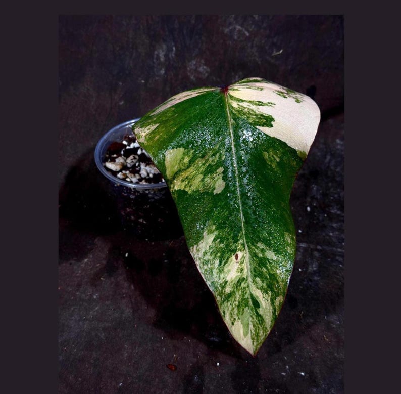 Variegated Philodendron Strawberry Shake Plant in Nursery Pot - Rare Pink Houseplant - Philodendron (Philodendron Erubescens)