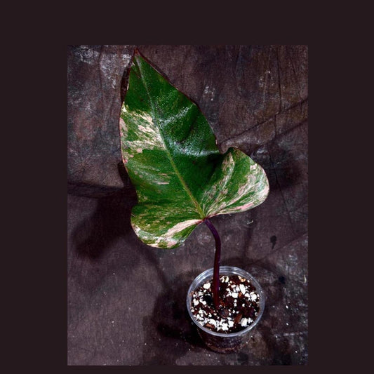 Variegated Philodendron Strawberry Shake Plant in Nursery Pot - Philodendron Pink Houseplant - Rare Collector Plant