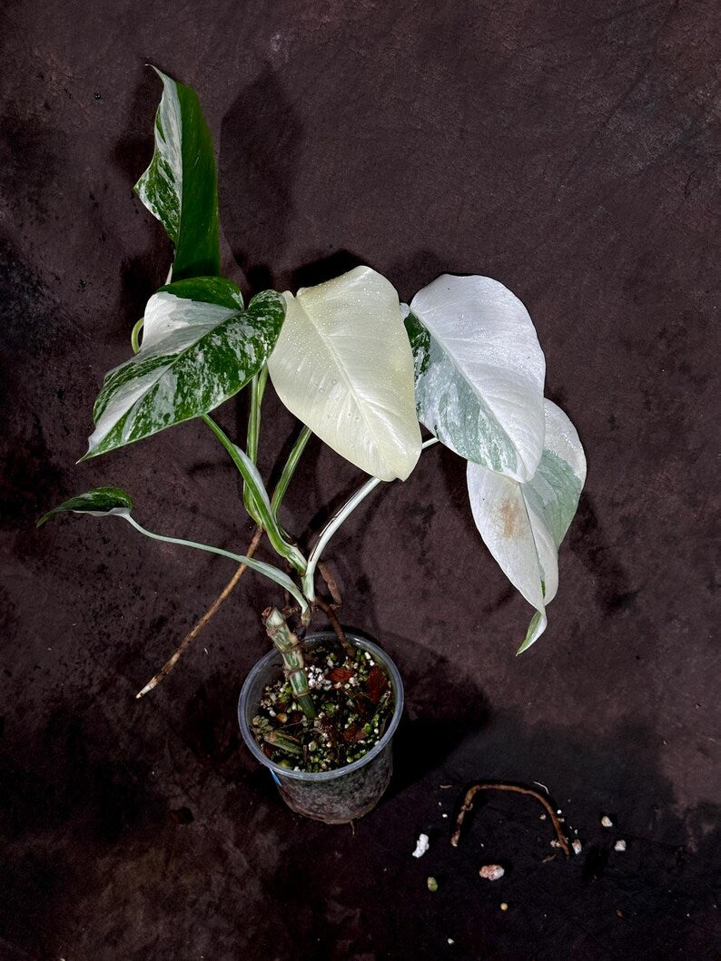 Variegated Monstera Albo Plant - Rare White Borsigiana - Indoor Houseplant - Exact Plant - US Seller - Unique Green & White Leaves