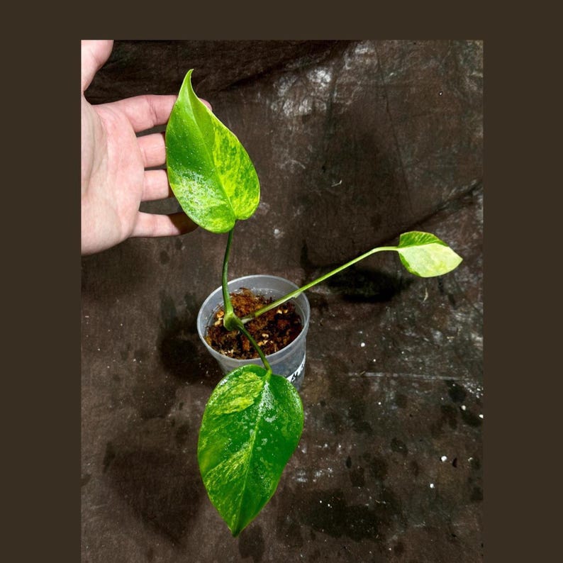 Monstera Aurea Variegated Plant in Nursery Pot - Monstera Borsigiana - Tropical Houseplant - Rare Variegation - US Seller