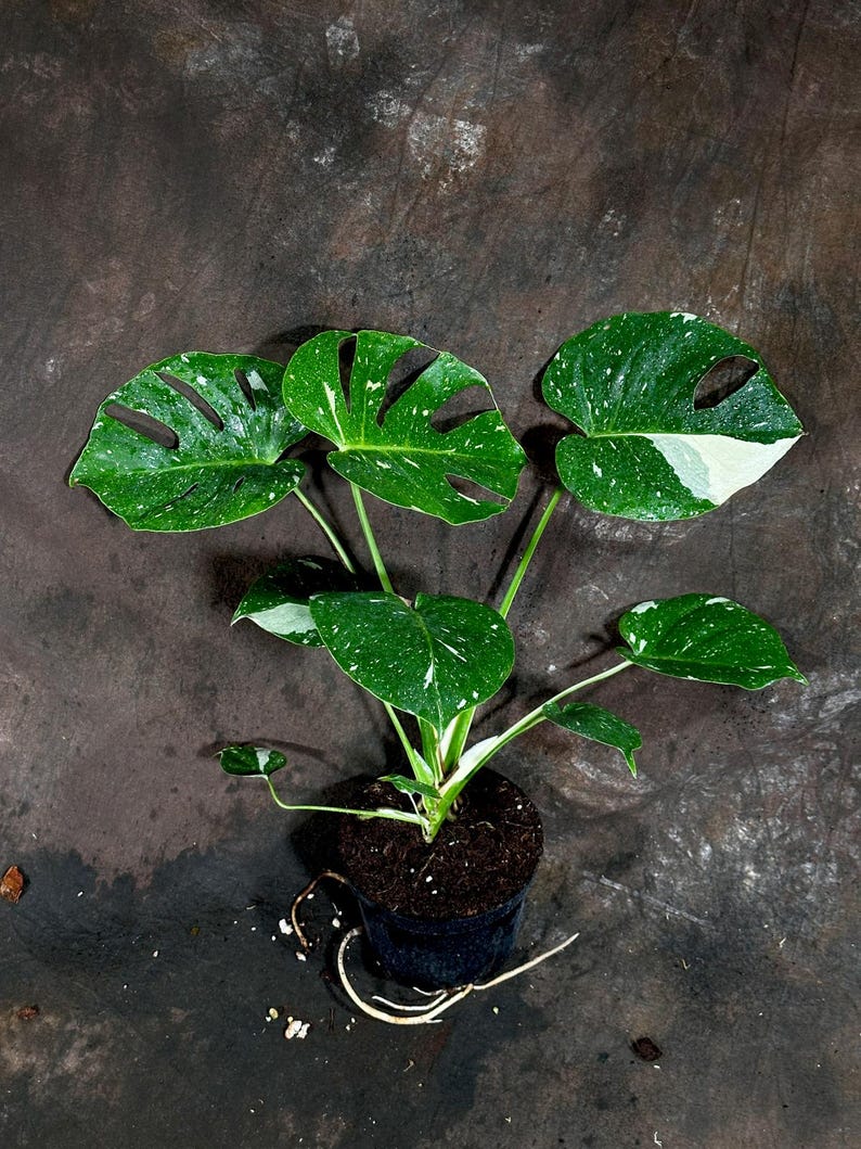 Variegated Monstera Thai Constellation Plant in Nursery Pot | Unique Creamy-White Variegation | Monstera adansonii