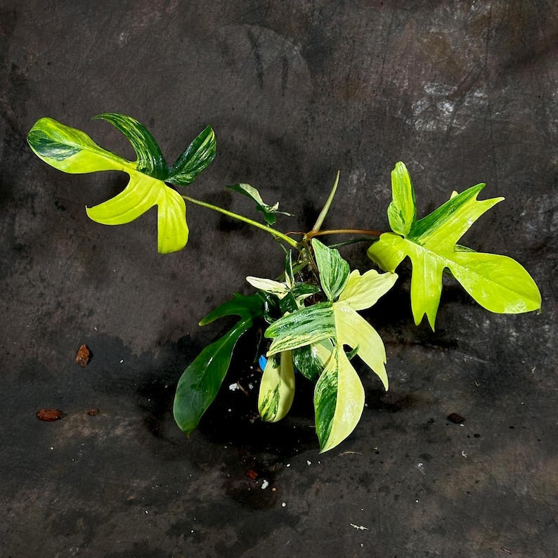 Variegated Philodendron Florida Beauty - Rare Indoor Plant in Nursery Pot - Stunning Foliage (Philodendron 'Florida Beauty')