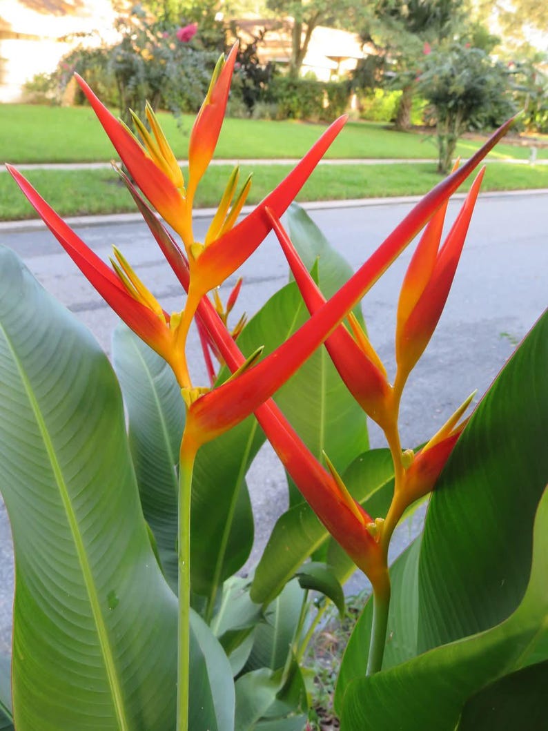 Dwarf Heliconia Rhizome 'Carmasita' - Healthy Live Plant, Easy to Grow Heliconia latispatha x psittacorum for Landscaping