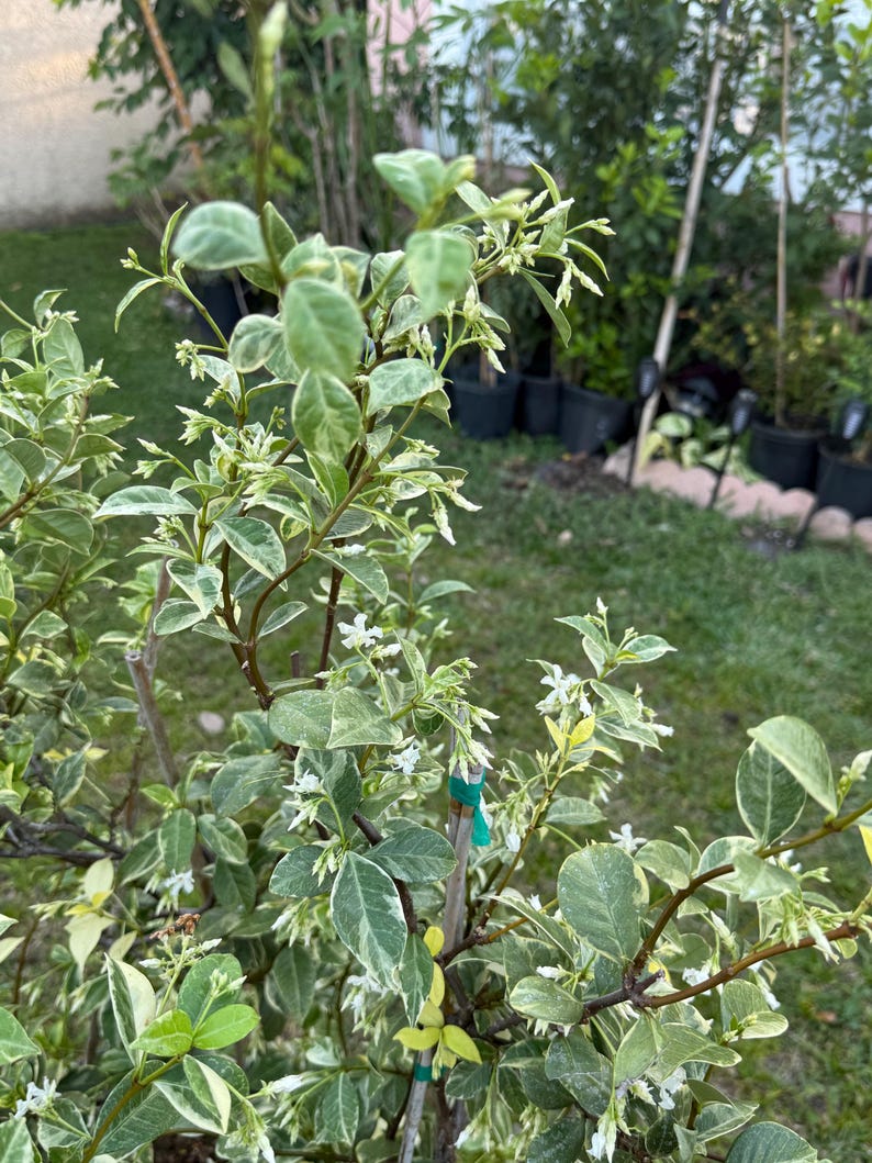 Rare Variegated Star Jasmine Vine - Healthy 4ft Bush, Trachelospermum jasminoides, Non-Shipping to CA