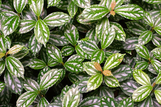 Aluminum Plant Cuttings 3 Pack - Pilea cadierei - House Plant for Terrariums - Unique Textured Foliage - Free Shipping Over $35