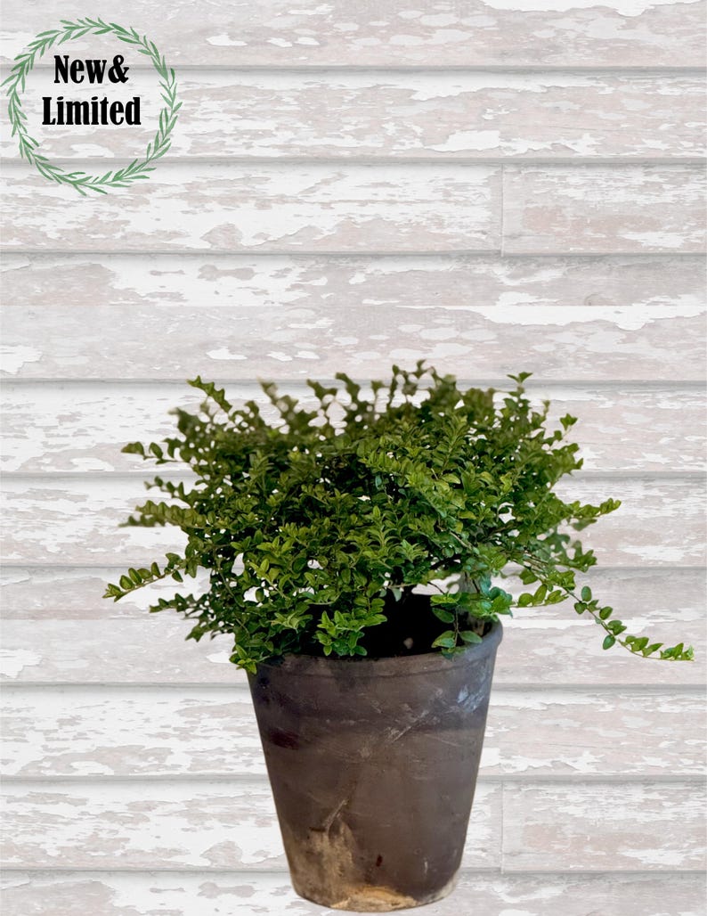 Honeysuckle Boxwood Plant in 4” Grey Pot - Lonicera nitida - Ideal for Full Sun & Part Shade, Moist Well-Drained Soil