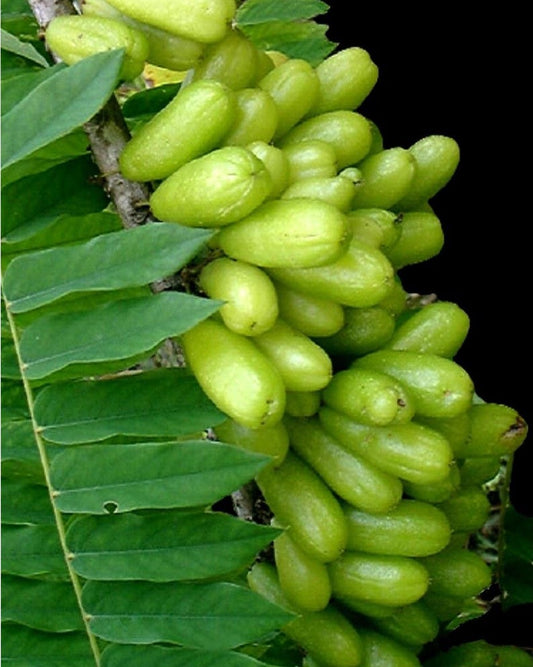 Bilimbi Fruit Tree - Air Layered 3ft - Averrhoa bilimbi - Tropical Fruit Plant (No Ship to CA)