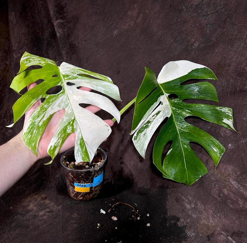 Variegated Monstera Albo Plant - Rare White Borsigiana - Indoor Houseplant - Exact Plant by US Seller - Unique Green & White Leaves
