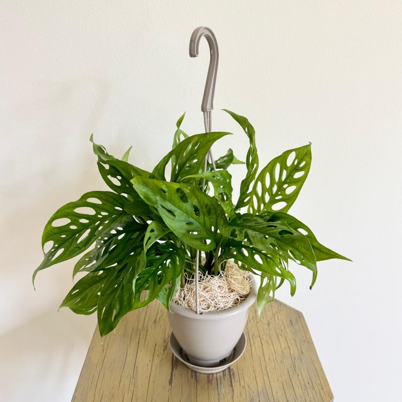 LIVE 4 Inch Swiss Cheese Monstera Adansonii Plant - Green Indoor Vine - Unique Houseplant Gift - Monstera Deliciosa Variety