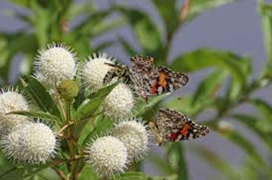 Buttonbush Plant 12-24in Bare Root Shrub Cephalanthus occidentalis Flowering Native Perennial for Garden Landscape