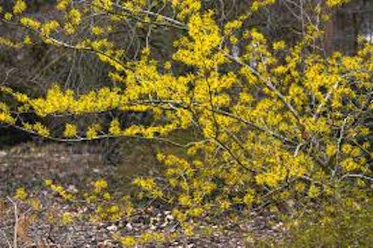 Witch Hazel Tree 12-24in Tall Hamamelis virginiana Native Plant - Hardy Tree for Zones 3-8, Ideal for Landscapes