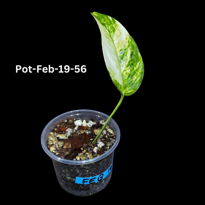 Variegated Golden Flame Epipremnum Pinnatum Live Plant in Nursery Pot - Rare Indoor Collector Plant - US Seller