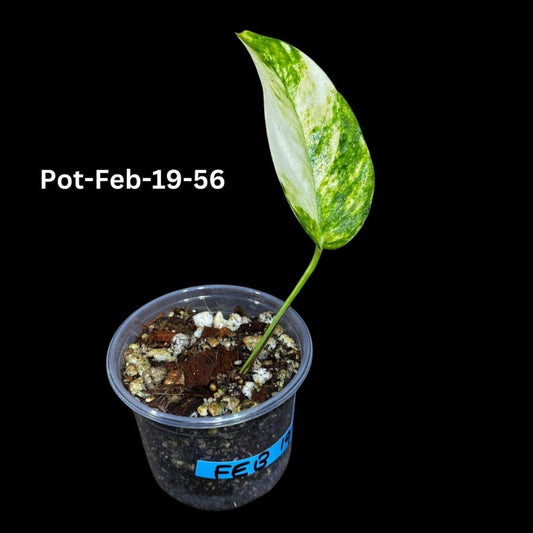 Variegated Golden Flame Epipremnum Pinnatum Live Plant in Nursery Pot - Rare Indoor Collector Plant - US Seller