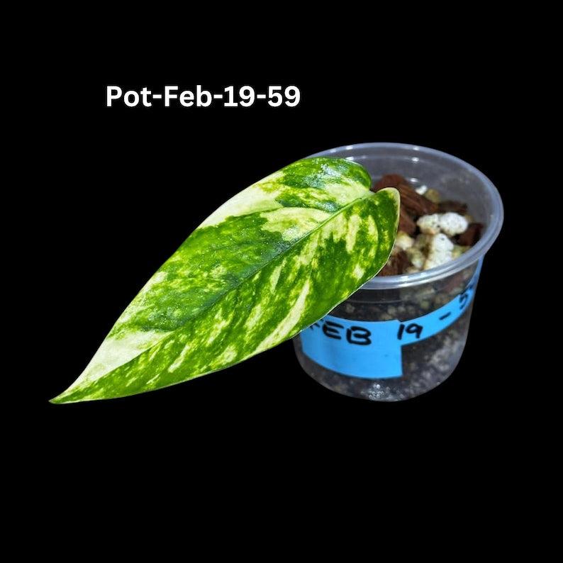 Variegated Golden Flame Epipremnum Pinnatum Live Plant in Nursery Pot - Rare Indoor Collector Plant for Beginners
