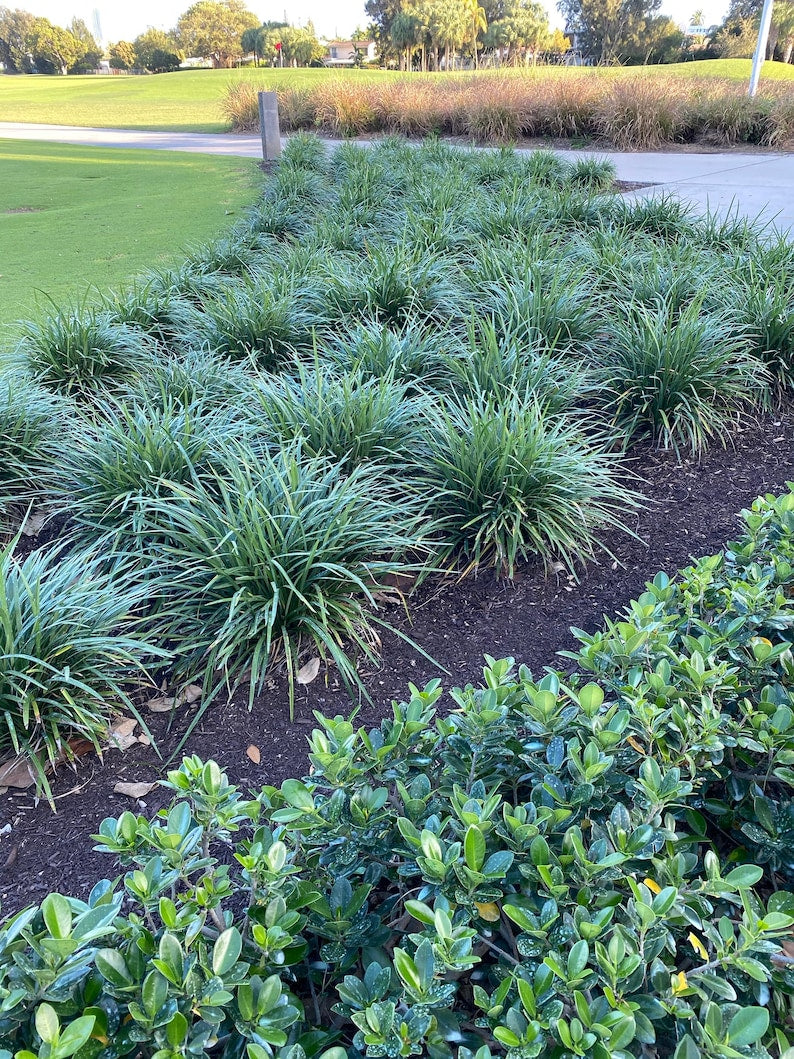 Liriope Muscari Super Blue Plant - Monkey Grass Ground Cover with Vibrant Blue Blooms - Low Maintenance Ornamental Grass
