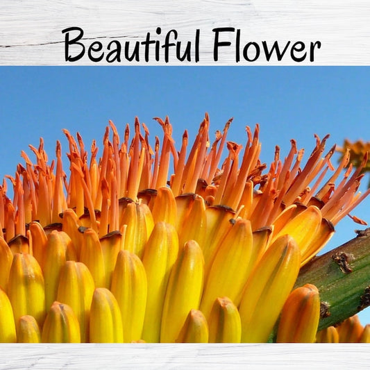 Aloe Marlothii Succulent Plant | Rare Mountain Aloe | Exotic Drought-Tolerant Succulent | Resilient African Plant