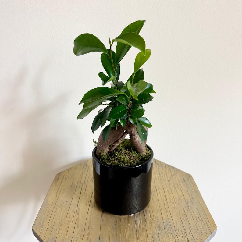 LIVE 4 Inch Ginseng Ficus Bonsai Plant in Ceramic Pot - Ficus Retusa, Indoor Gardening Gift, Unique Plant Parent Present