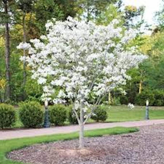 White Dogwood Tree 12-24in Bare Root Cornus florida Flowering Dogwood - 3 Pack, Ideal for Zones 5-9, American Dogwood