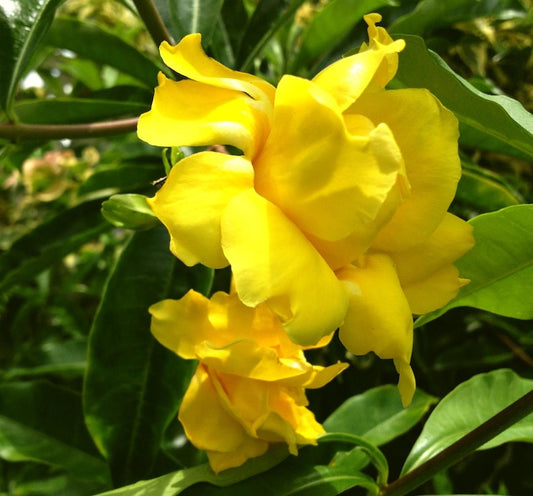 Allamanda Vine Live Plant - Starter Size, Stansill's Double Yellow Flower, Allamanda williamsii - Tropical Climbing Shrub