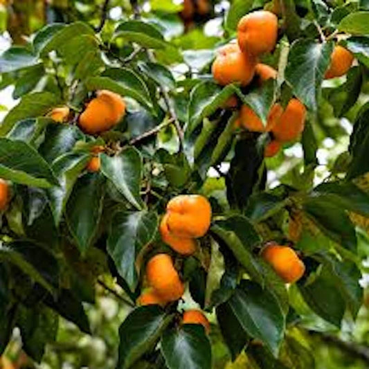 American Persimmon Tree 12-24in Bare Root Diospyros virginiana - Fast-Growing Fruit Tree for Zones 4-9