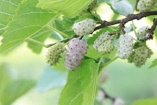White Mulberry Tree 12-24in Bare Root Morus alba - Fast Growing, Drought Tolerant, USDA Zones 4-9, Ideal for Home Gardens