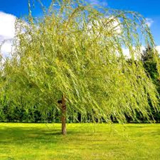 Weeping Willow Tree Bare Root 12-24in Green Salix babylonica Screening Plant for Zones 6-8