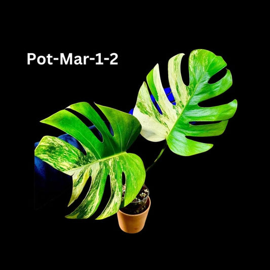 Variegated Monstera Aurea Borsigiana Plant in Nursery Pot - Monstera Aurea Variegata - Tropical Houseplant for Indoor Décor