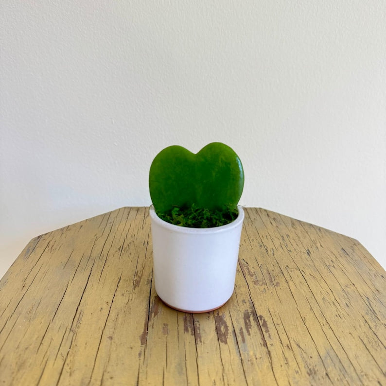 Heart-Shaped Hoya Plant in Ceramic Pot | Hoya Kerrii | Unique Indoor Houseplant Gift for Mom, Couples, and Hoya Lovers