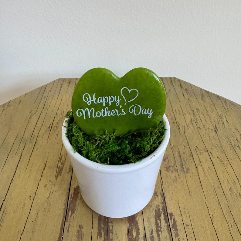 Live Heart-Shaped Hoya Kerrii Plant in Ceramic Pot | Unique Indoor Wax Plant Gift for Mother's Day | Hoya Sweetheart