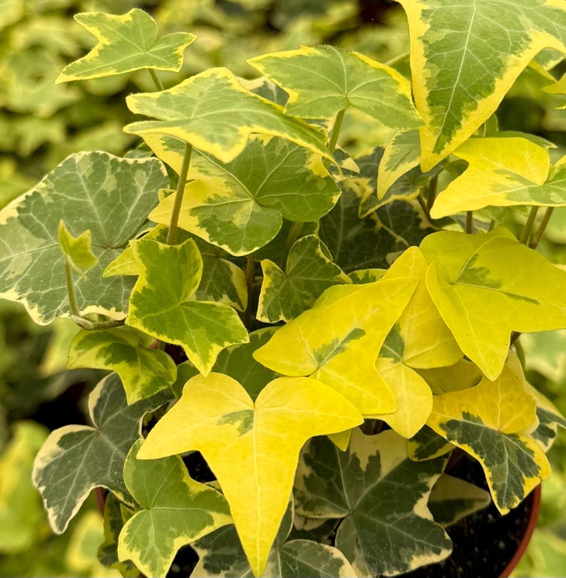 Gold Child Ivy 4" Pot - Variegated Gold and Green Pothos Plant (Epipremnum aureum)