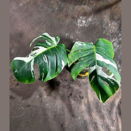 Variegated Monstera Albo Plant - Rare Indoor Houseplant - White Monstera Albo Borsigiana - Exact Plant by US Seller