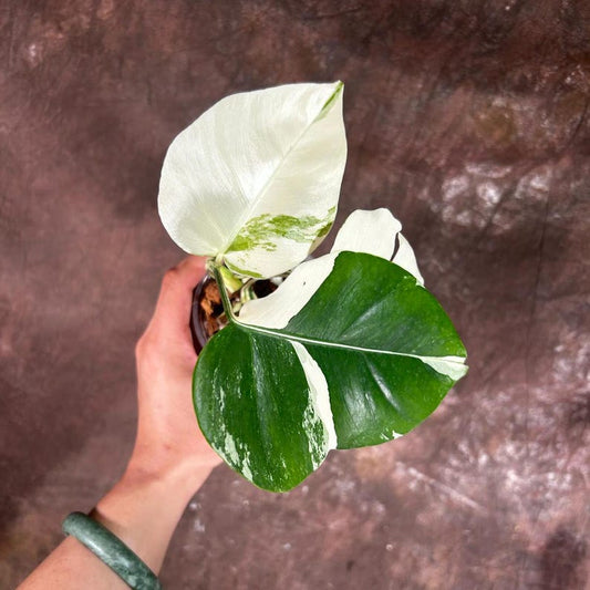 Variegated Monstera Albo Plant - Rare White Monstera Borsigiana - Exact Plant - Indoor Houseplant - US Seller