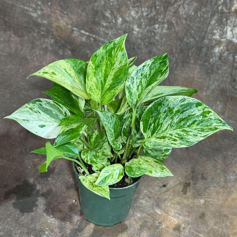 Marble Queen Pothos Plant - 4" Nursery Pot - Variegated Indoor Houseplant - Epipremnum aureum - Easy Care Air Purifier