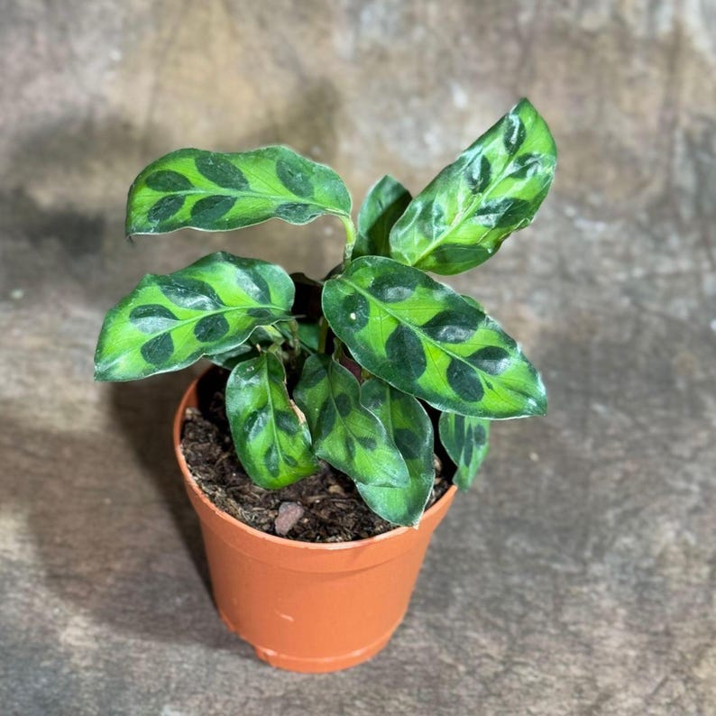 Rare Calathea Lancifolia 2" Grow Pot - Rattlesnake Plant - Air Purifier - Pet Friendly Houseplant - Terrarium Plant