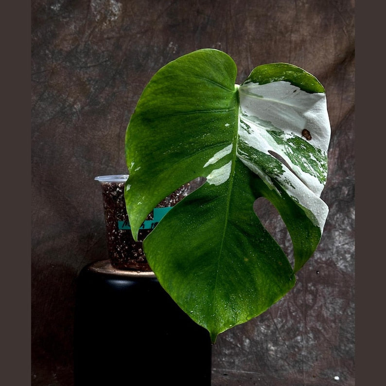 Variegated Monstera Albo Plant - Rare White Monstera Albo Borsigiana - Indoor Houseplant - US Seller - Unique Green & White Leaves