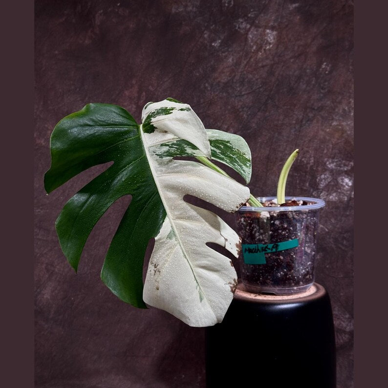 Variegated Monstera Albo Plant - Rare White Borsigiana Houseplant - Exact Plant - Tropical Indoor Decor - Monstera deliciosa