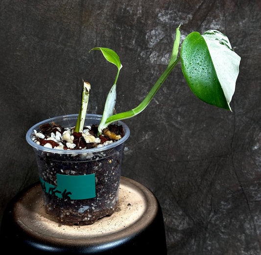 Variegated Monstera Albo Plant - Rare White Borsigiana - Exact Plant by US Seller - Indoor Houseplant - Unique Green & White Foliage