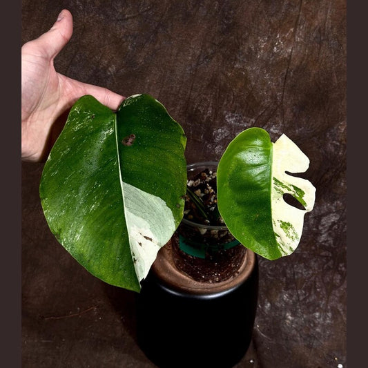 Variegated Monstera Albo Plant - Rare White Monstera Borsigiana - Exact Plant by US Seller - Indoor Houseplant - Tropical Greenery