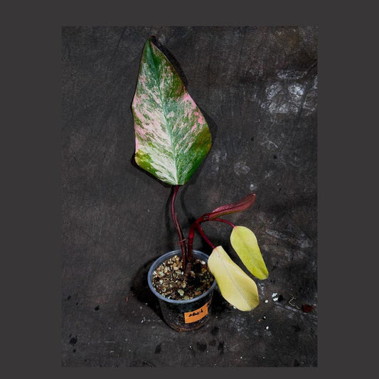 Variegated Philodendron Strawberry Shake Plant in Nursery Pot - Rare Pink Variegation - Live Indoor Houseplant - Philodendron Strawberry Shake